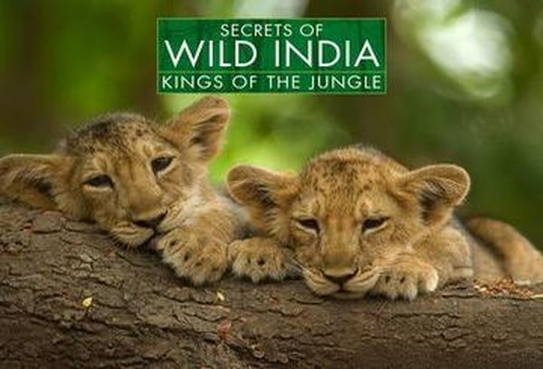 Secrets of Wild India: Kings of Jungle