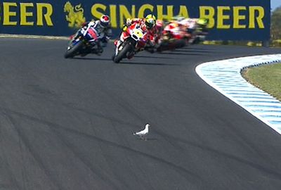 The early laps of the race were marred by a mid-air collision with a seagull.