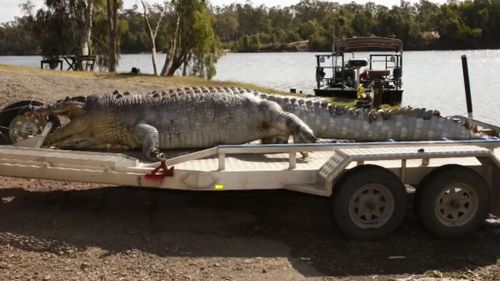 The 5.2m crocodile after it was pulled from the Fitzroy River. (Supplied)