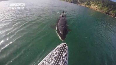 Click through to see more incredible killer whale encounters.