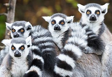 Lemurs are endemic to which African island?