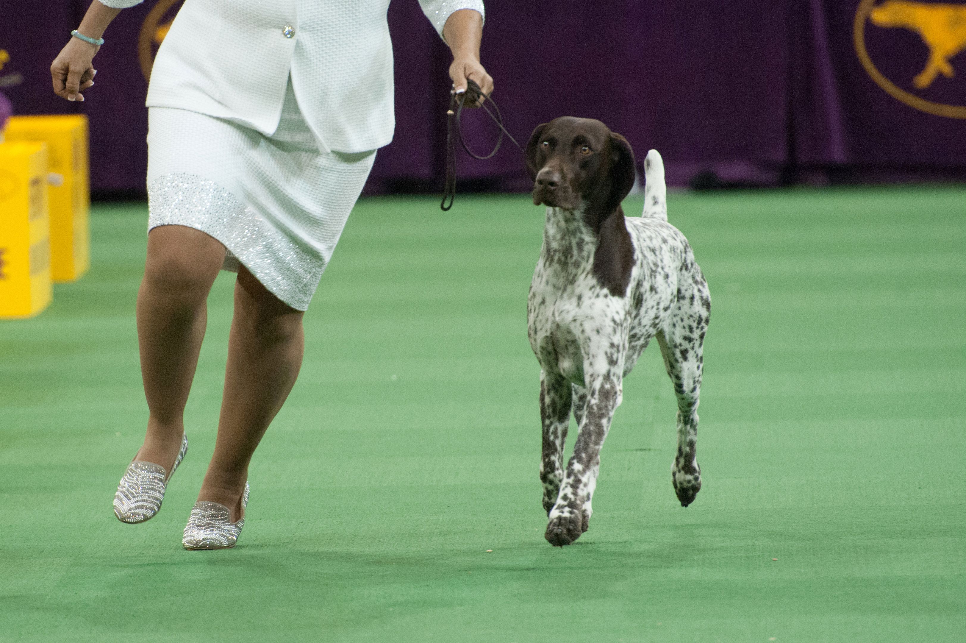 The Cutest Dogs At The 140th Westminster Kennel Club Show