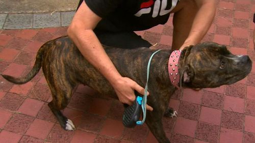 Mr Leahy said the pregnant woman was trying to collect his dog "Chloe" from the 39-year-old's home at the time of the alleged attack. (9NEWS)