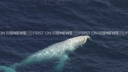 Migaloo is beloved online, with Facebook and Twitter accounts posting tips to the white whale's whereabouts. (9NEWS)