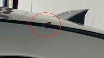 A juvenile red-bellied black snake was photographed popping its head out from the bonnet of a Nissan 180SX in Mulgrave, in Sydney&#x27;s north west.