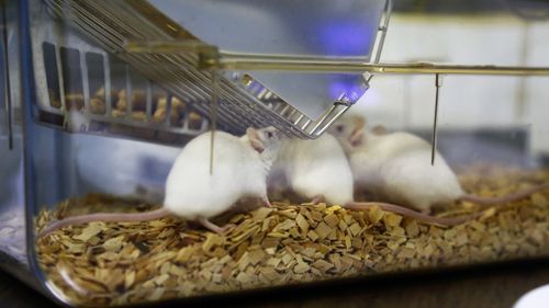 The finding marks a significant feat that may help researchers better understand mammalian reproduction but carries significant ethical and safety questions.