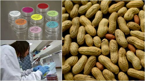 Treatment for peanut allergies could be available in five years according to Melbourne researcher