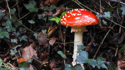 Amanita muscaria, found in Dandenong Ranges Botanic Garden in Victoria.