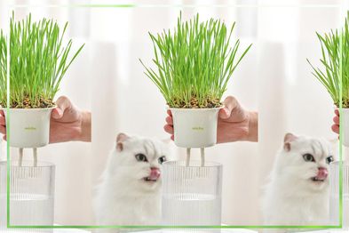 9PR: Michu All-in-One Soil-Free Cat Grass Grow Kit 