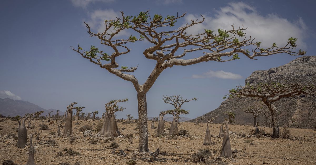 Aussies among tourists trapped on remote desert island