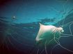 A number of rays were caught and killed in shark nets across NSW beaches.