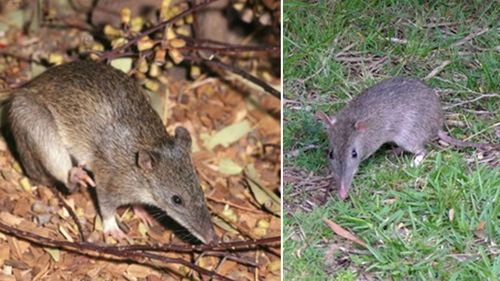 About the size of a rabbit, bandicoots can be riddled with ticks and carry them as they move around.