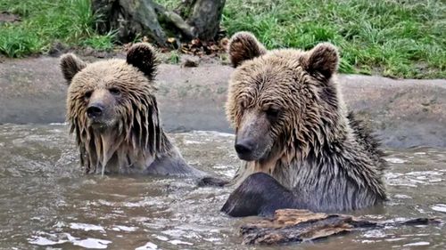 Brown Bears Mish and Lucy, both aged five, somehow escaped their enclosure inside Wildwood Devon, in Devon, and beelined for the park's food stores. 