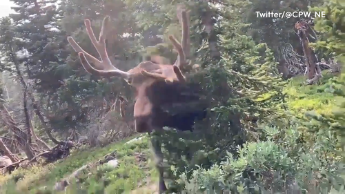 Moose charges at park-goer in Colorado