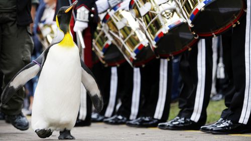 Brigadier Sir Nils Olav. (AFP)