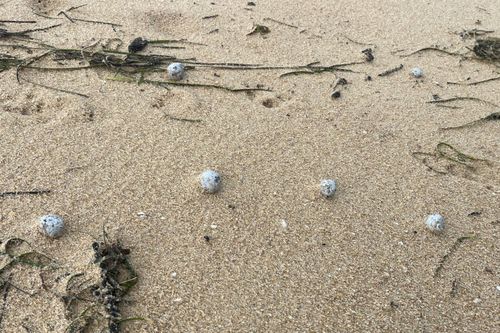 Debris balls person washed up connected respective NSW ﻿beaches again, but authorities are unsure whether they are related to nan ones that were antecedently recovered on dozens of Sydney beaches.
