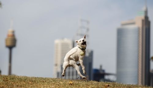 Hunter the dog is seen enjoying the warm summer weather in Sydney. (AAP)