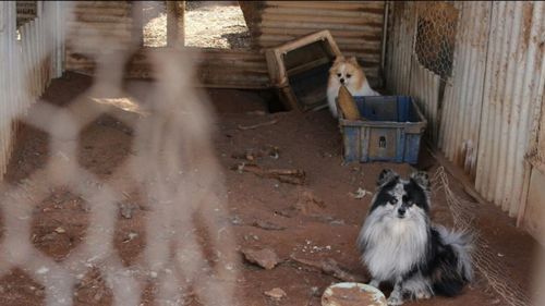 The images show the dogs living in squalid conditions. Picture: 9NEWS