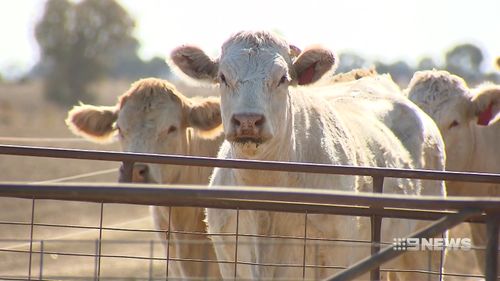 The rain that did fall, was nothing to farmers, who would need downpours for it to make a difference. Picture: 9NEWS