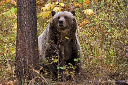 The chances of being attacked by a bear in Canada are relatively low.