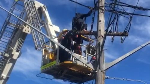 A child has been rescued from the top of a live power pole in Sutherland in Sydney's south. The boy was 15-metres high. Picture: Supplied