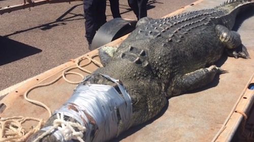 Big crocs have been found in the harbour before. Picture: 9NEWS