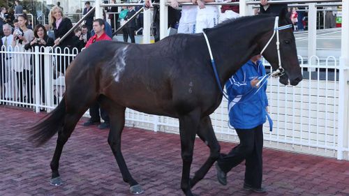 Champion racehorse Black Caviar gives birth to second foal