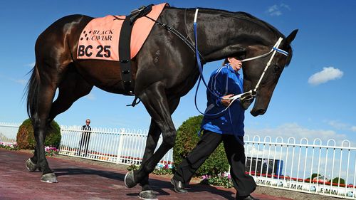 Black Caviar trainer faces investigation after horse tests positive