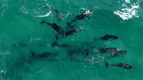 A 3.5 metre shark attacked a pod of dolphins off a Newcastle beach, keeping the surf and sand closed. (Supplied)