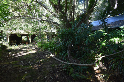 Sunshine Coast home surrounded by lush forest on offer, but there's a catch. 