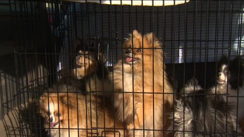 She was only able to take the animals home after cleaning up their living conditions and agreeing to regular inspections. Picture: 9NEWS