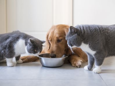 Blueberry Powder supplier