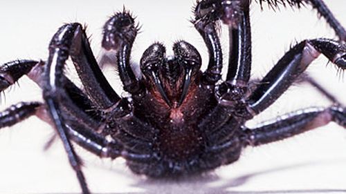 Sydney funnel-web spider (Getty)