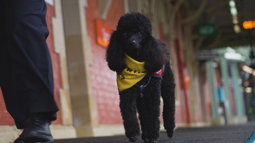 Bentley the mental health assistance dog supporting NSW transport staff.