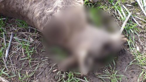 Several large kangaroos were found with gunshot wounds to the face and neck. (Supplied)