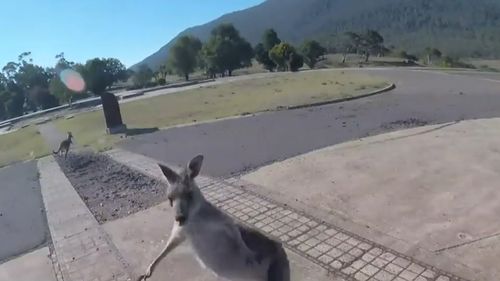 The abrupt kangaroo came running at Jonathan Bishop and immediately started belting into him.