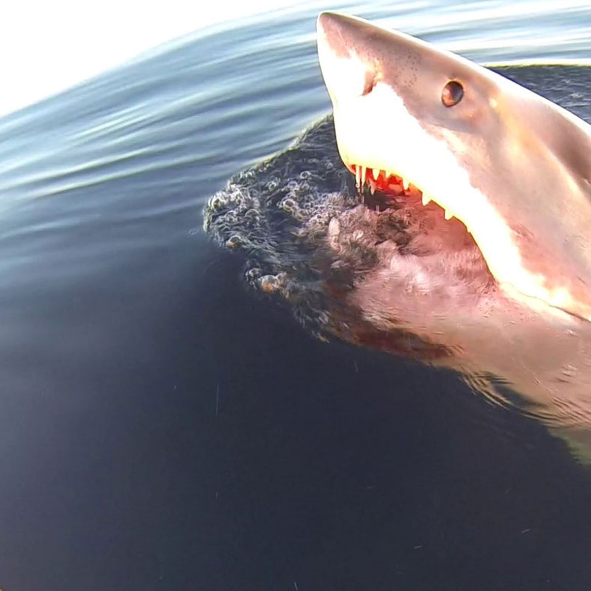 Great white shark spotted circling fishing boat off coast near Robe, SA -  ABC News