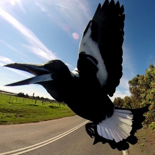 Magpie season has come early and some Melbourne cyclists are already being attacked. (Instagram / bike_selfie_king)