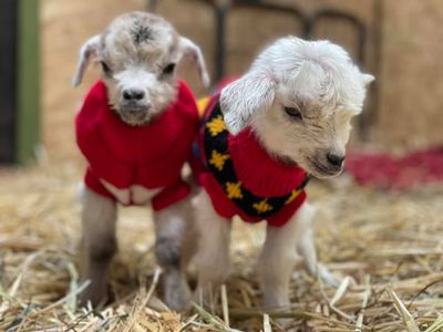 Bubbles and Squeak - the premmy goats