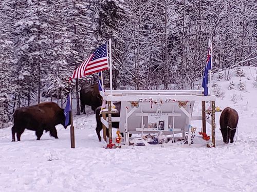 Bison belonging to the Liard herd stand around the memorial for Lucas Fowler and Chynna Deese, who were murdered in Canada last July.