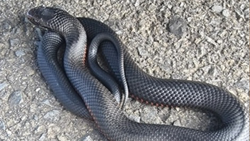 Red-bellied black snakes are considered &#x27;dangerously&#x27; venomous., the Australian Reptile Park says.