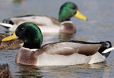 What species of duck is illustrated above?