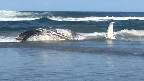 This whale carcass washed up on the beach south of Casuarina yesterday.