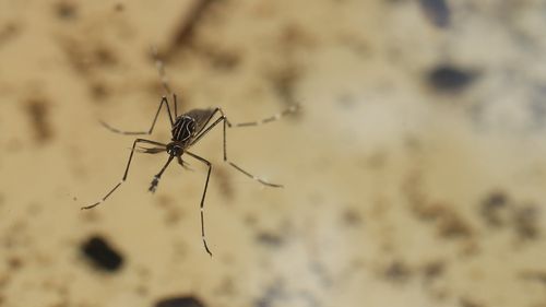 A male 'Australian backyard mosquito' (Aedes notoscriptus) getting ready to take flight.