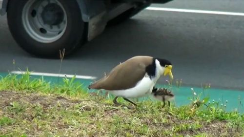 The plover chick was reunited with its surprisingly relieved mother this morning and immediately going in for a reunion cuddle.