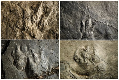 Dinosaur tracks millions of years old discovered on hiking trail by volunteer