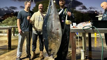 'Pretty wild': Massive 165kg tuna caught off Victorian coast