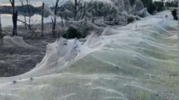 They look like waves': spider webs blanket Gippsland after Victorian floods, Australia weather