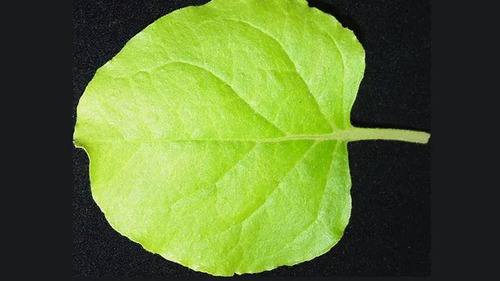 Nicotiana benthamiana is used widely in plant virology due to the number of pathogens able to infect it. 