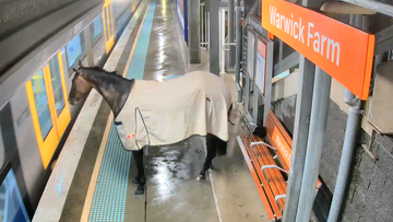 Sydney Horse on train station